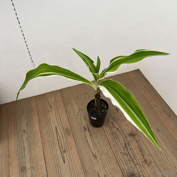 ハマユウ：斑入り　5号ポット