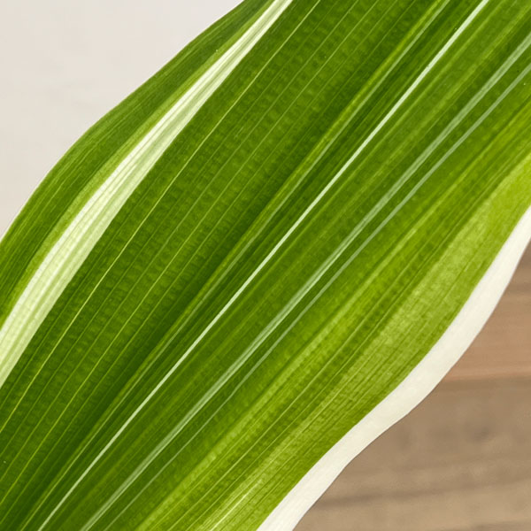 ハマユウ：斑入り　5号ポット