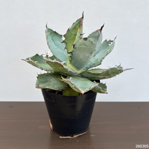 アガベ:チタノタ ブラックアンドブルー 4.5号