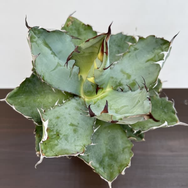 アガベ:チタノタ ブラックアンドブルー 4.5号