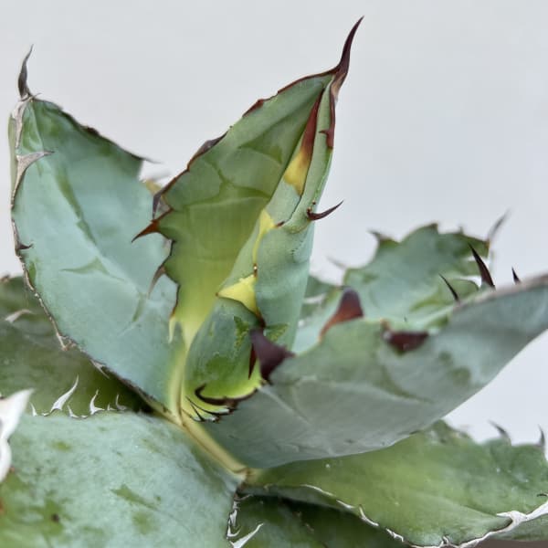 アガベ:チタノタ ブラックアンドブルー 4.5号