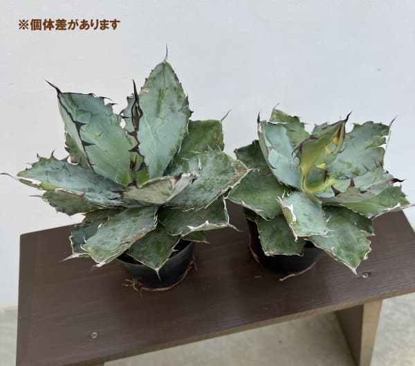 アガベ:チタノタ ブラックアンドブルー 4.5号