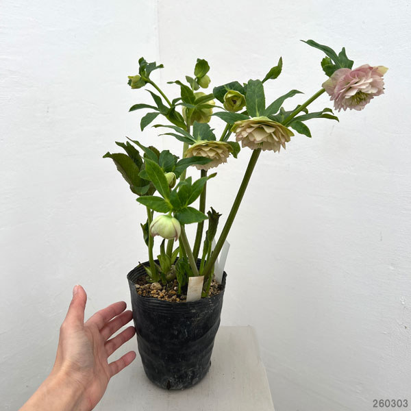 加藤農園さんのクリスマスローズ：26-01アフロディーテプリマヴェーラ／4.5号ポット【現品販売】