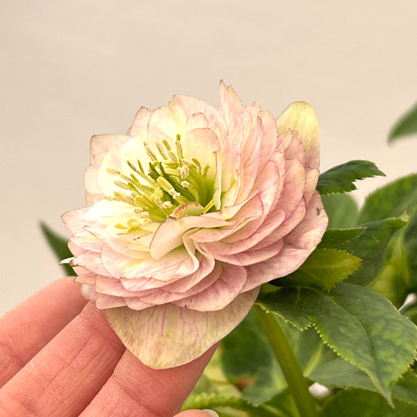 加藤農園さんのクリスマスローズ：26-01アフロディーテプリマヴェーラ／4.5号ポット【現品販売】