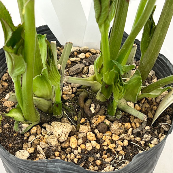 加藤農園さんのクリスマスローズ：26-01アフロディーテプリマヴェーラ／4.5号ポット【現品販売】