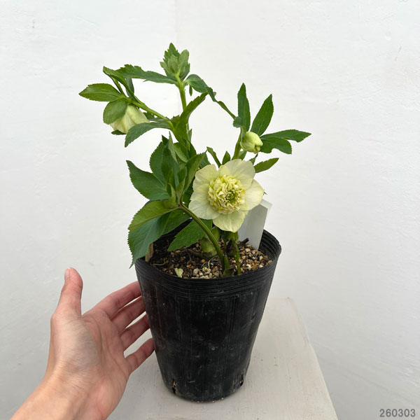 加藤農園さんのクリスマスローズ：26-02モーリー／4.5号ポット【現品販売】