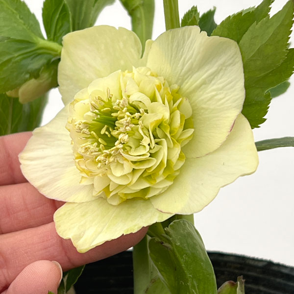 加藤農園さんのクリスマスローズ：26-02モーリー／4.5号ポット【現品販売】