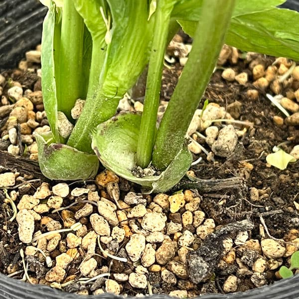 加藤農園さんのクリスマスローズ：26-02モーリー／4.5号ポット【現品販売】