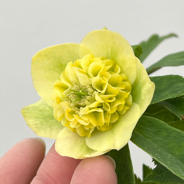 加藤農園さんのクリスマスローズ:26-03モーリー/4.5号ポット【現品販売】