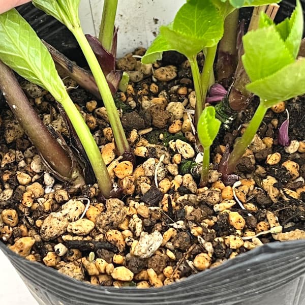 加藤農園さんのクリスマスローズ:26-03モーリー/4.5号ポット【現品販売】