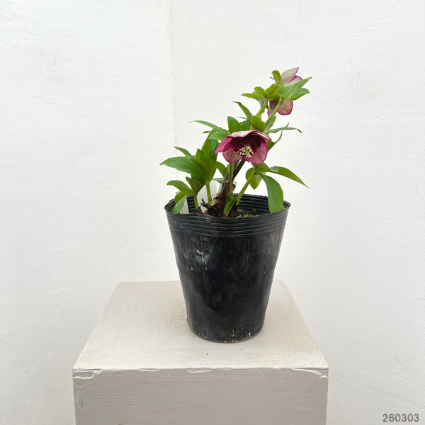 加藤農園さんのクリスマスローズ:26-04アンティークモーリー/4.5号ポット【現品販売】