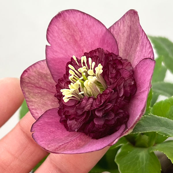 加藤農園さんのクリスマスローズ:26-04アンティークモーリー/4.5号ポット【現品販売】