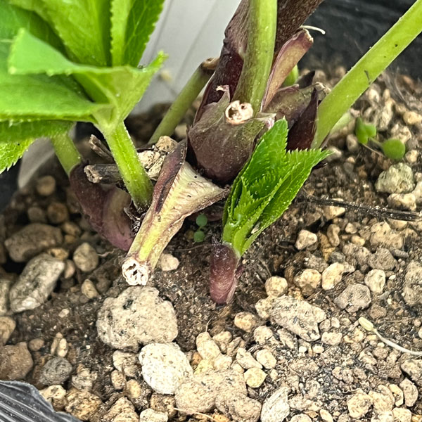 加藤農園さんのクリスマスローズ:26-04アンティークモーリー/4.5号ポット【現品販売】