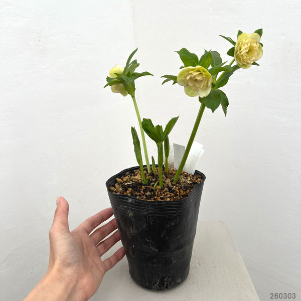 加藤農園さんのクリスマスローズ：26-05リトルアフロディーテ／4.5号ポット【現品販売】