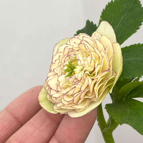 加藤農園さんのクリスマスローズ：26-05リトルアフロディーテ／4.5号ポット【現品販売】