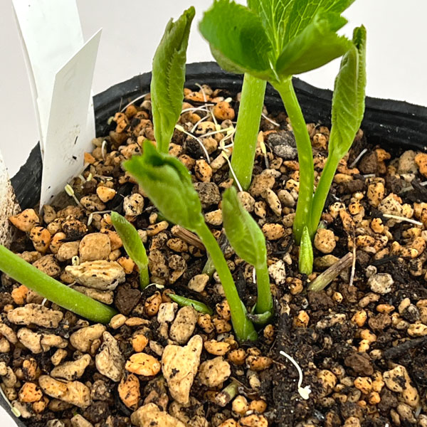 加藤農園さんのクリスマスローズ：26-05リトルアフロディーテ／4.5号ポット【現品販売】