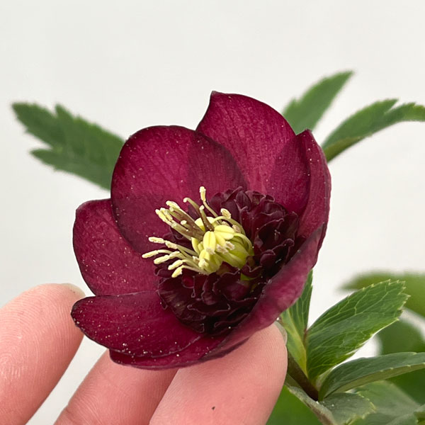 加藤農園さんのクリスマスローズ：26-06グロッシーカラー／4.5号ポット【現品販売】