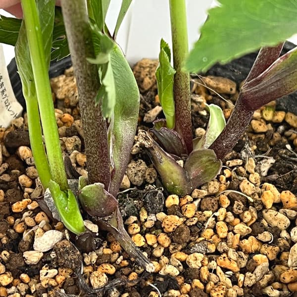 加藤農園さんのクリスマスローズ：26-06グロッシーカラー／4.5号ポット【現品販売】