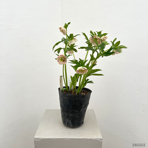 加藤農園さんのクリスマスローズ:26-07プリマヴェーラ/4.5号ポット【現品販売】