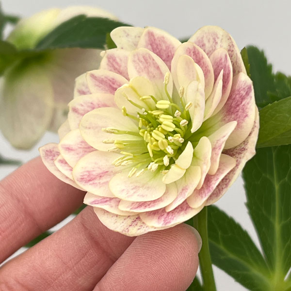 加藤農園さんのクリスマスローズ:26-07プリマヴェーラ/4.5号ポット【現品販売】