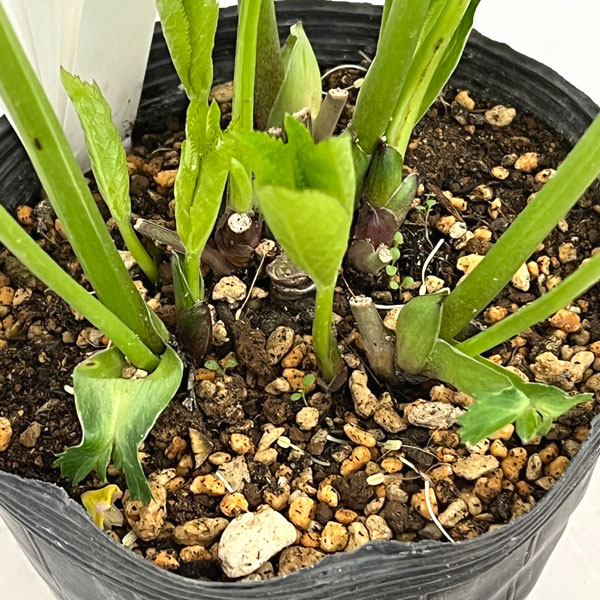 加藤農園さんのクリスマスローズ:26-07プリマヴェーラ/4.5号ポット【現品販売】