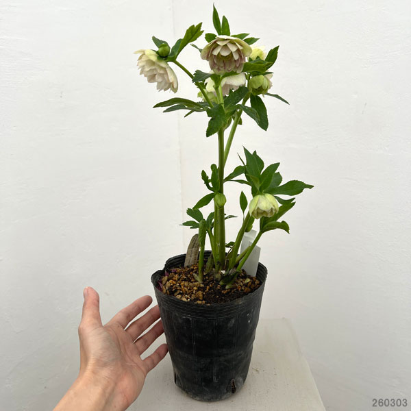 加藤農園さんのクリスマスローズ:26-08プリマヴェーラ/4.5号ポット【現品販売】