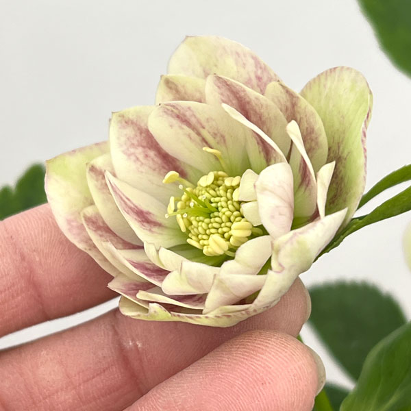 加藤農園さんのクリスマスローズ:26-08プリマヴェーラ/4.5号ポット【現品販売】