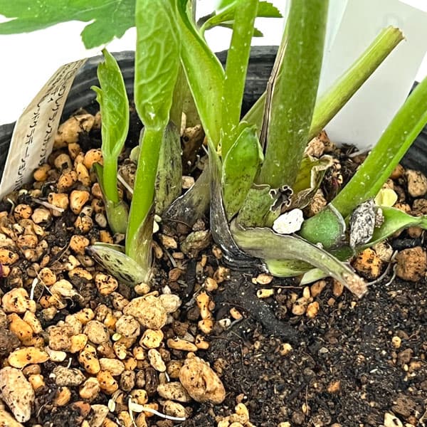 加藤農園さんのクリスマスローズ:26-08プリマヴェーラ/4.5号ポット【現品販売】