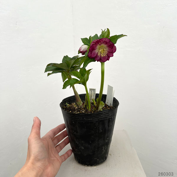 加藤農園さんのクリスマスローズ：26-09グロッシーカラー／4.5号ポット【現品販売】