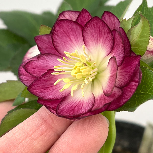 加藤農園さんのクリスマスローズ：26-09グロッシーカラー／4.5号ポット【現品販売】