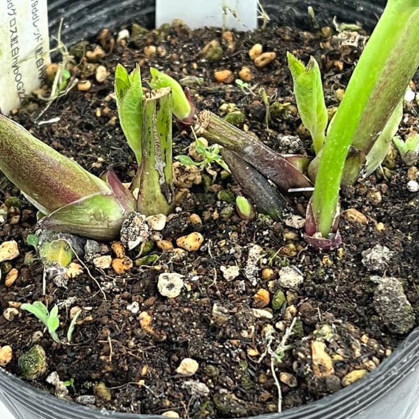 加藤農園さんのクリスマスローズ：26-09グロッシーカラー／4.5号ポット【現品販売】