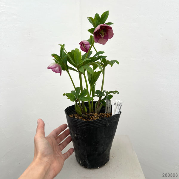 加藤農園さんのクリスマスローズ：26-10グロッシーカラー／4.5号ポット【現品販売】