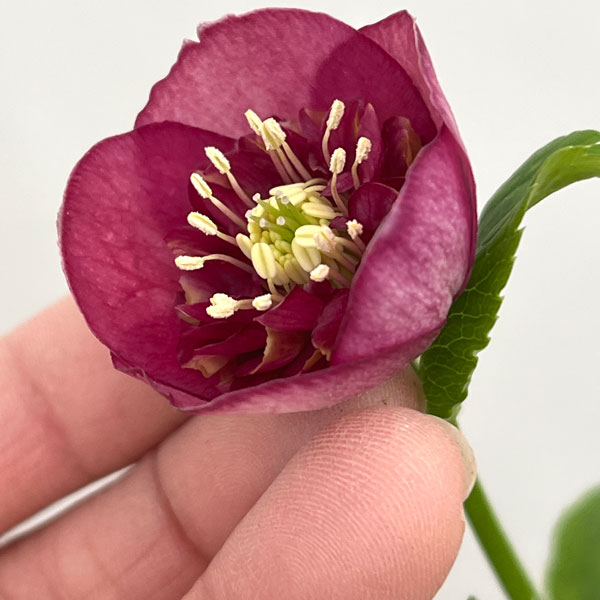 加藤農園さんのクリスマスローズ：26-10グロッシーカラー／4.5号ポット【現品販売】