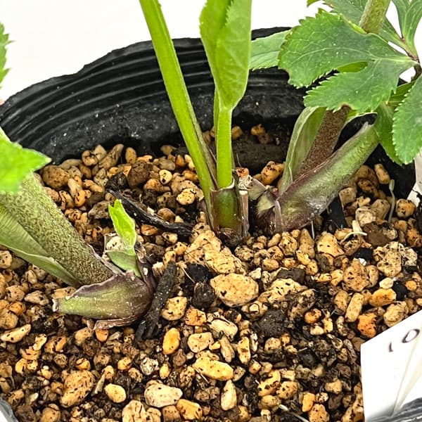 加藤農園さんのクリスマスローズ：26-10グロッシーカラー／4.5号ポット【現品販売】