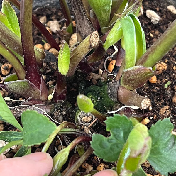 加藤農園さんのクリスマスローズ：26-11ダブル／4.5号ポット【現品販売】