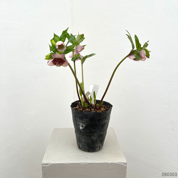 加藤農園さんのクリスマスローズ：26-12セミダブル／4.5号ポット【現品販売】