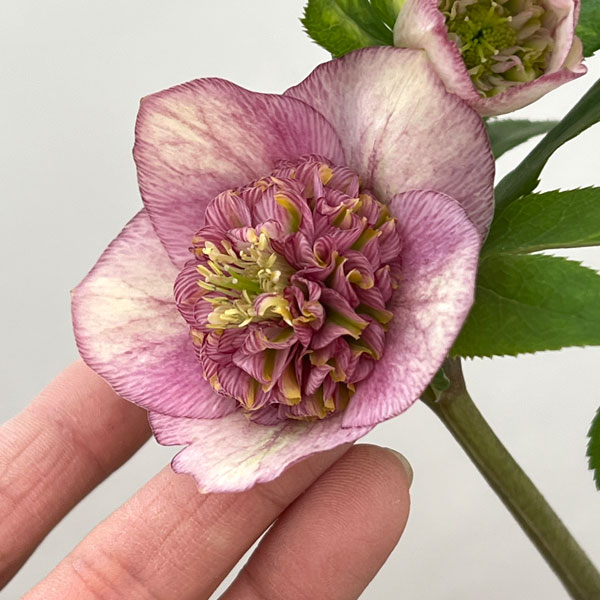 加藤農園さんのクリスマスローズ：26-12セミダブル／4.5号ポット【現品販売】