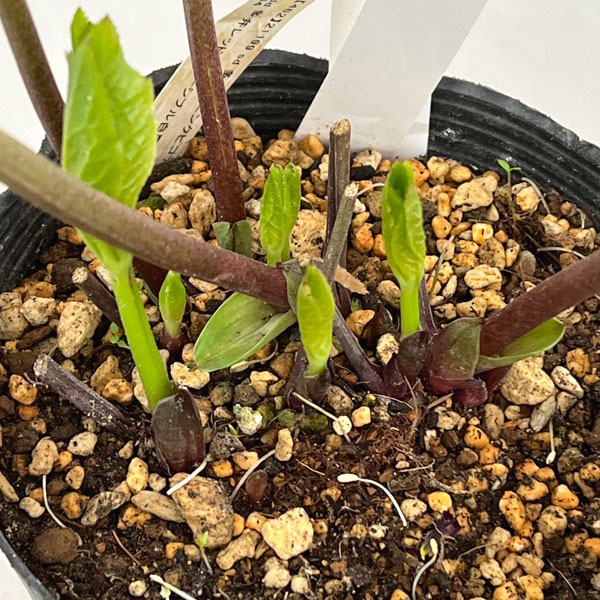 加藤農園さんのクリスマスローズ：26-12セミダブル／4.5号ポット【現品販売】