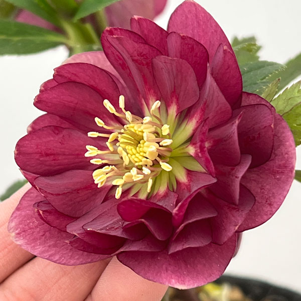 加藤農園さんのクリスマスローズ:26-13ダブル/4.5号ポット【現品販売】