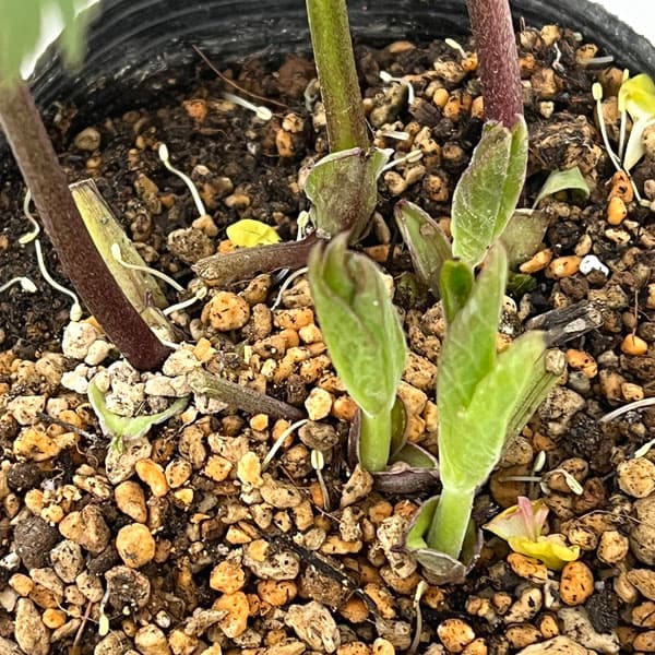 加藤農園さんのクリスマスローズ:26-13ダブル/4.5号ポット【現品販売】