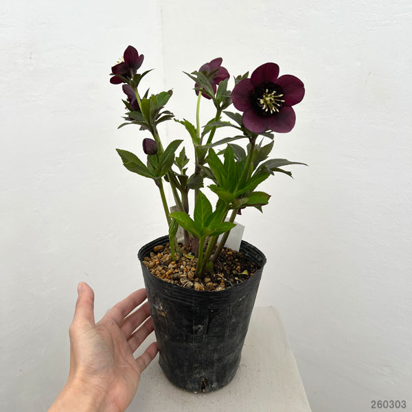 加藤農園さんのクリスマスローズ：26-15セミダブル／4.5号ポット【現品販売】