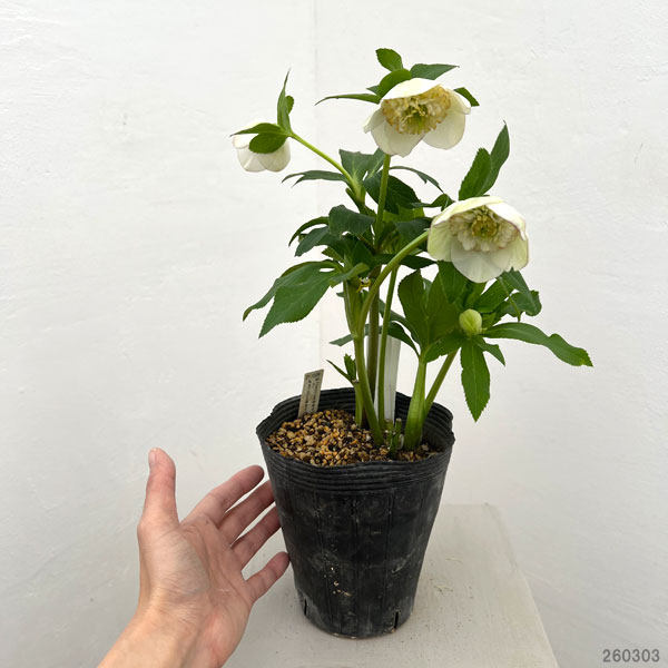 加藤農園さんのクリスマスローズ:26-16セミダブル/4.5号ポット【現品販売】