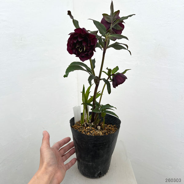 加藤農園さんのクリスマスローズ:26-17ダブル/4.5号ポット【現品販売】