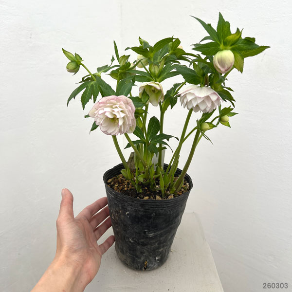 加藤農園さんのクリスマスローズ：26-18ダブル／4.5号ポット【現品販売】