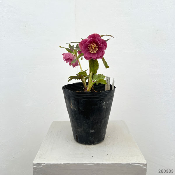 加藤農園さんのクリスマスローズ:26-19ダブル/4.5号ポット【現品販売】