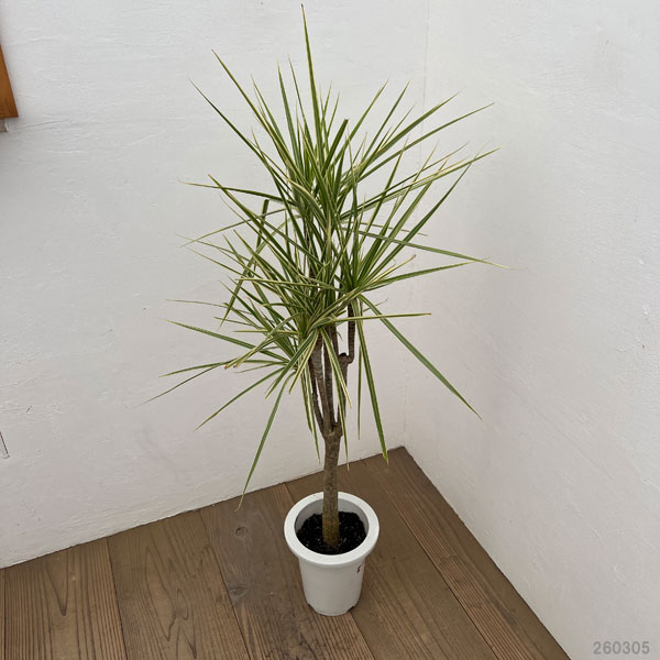 ドラセナ：コンシンネ ホワイボリー　6号鉢植え