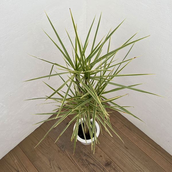 ドラセナ：コンシンネ ホワイボリー　6号鉢植え