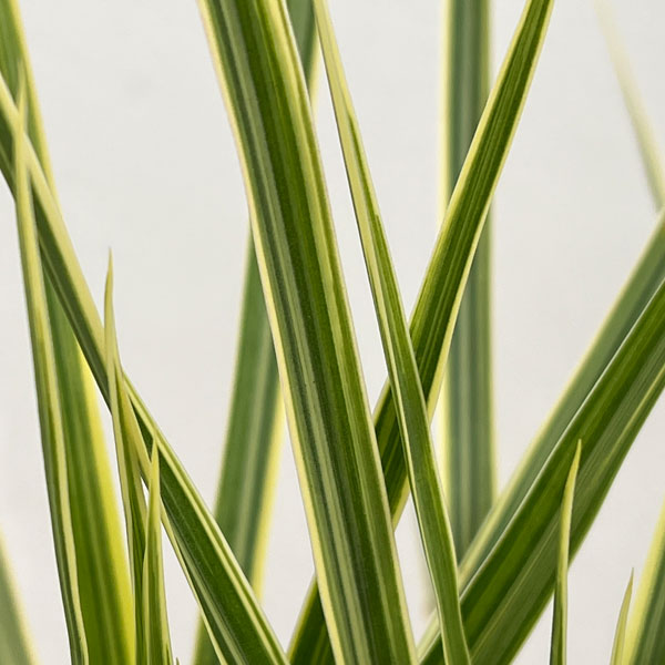 ドラセナ：コンシンネ ホワイボリー　6号鉢植え