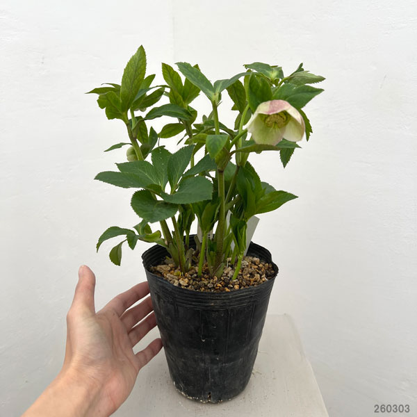 加藤農園さんのクリスマスローズ:26-20セミダブル/4.5号ポット【現品販売】