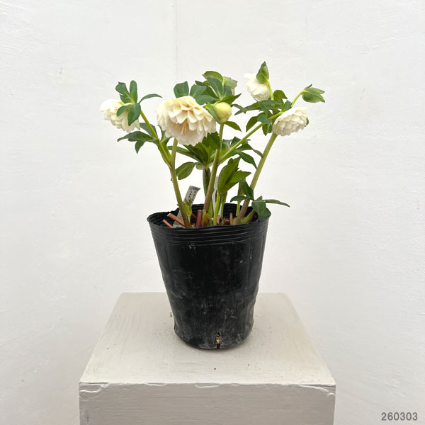 加藤農園さんのクリスマスローズ：26-21ダブル／4.5号ポット【現品販売】